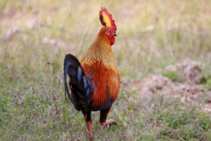 Dżungla kurczak (kogut korcivski) - sacred bird solar Dżungla kurczak (kogut korcivski) - sacred bird solar