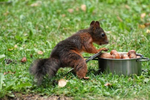 Czy białka jedzą orzechy? Jeśli tak to co? Czy białka jedzą orzechy? Jeśli tak to co?