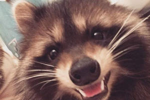 Raccoon fedor z moskwy stał się gwiazdą