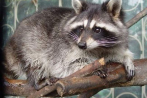 Raccoon gourmet osiadł na obrzeżach san francisco