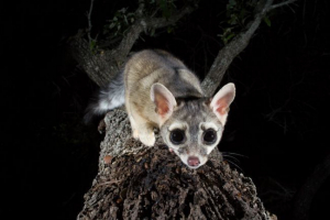 10 Zwierząt, których nie znałeś wcześniej!