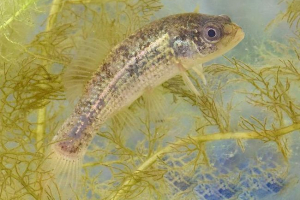 Europejska evdoshka, opis, zdjęcie płytkiej cipki Europejska evdoshka, opis, zdjęcie płytkiej cipki