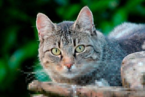 Funkcje rasy europejskiej krótkowłosy Funkcje rasy europejskiej krótkowłosy