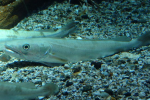 Europejski merludes. Foto ryb, opis Europejski merludes. Foto ryb, opis