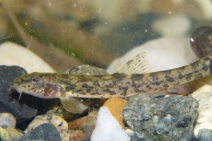 Europejski (zwykły) caulfur: z rodzaju ładnego goltsi