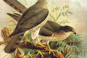 Europejski tuvik: znaki zewnętrzne i styl życia Europejski tuvik: znaki zewnętrzne i styl życia