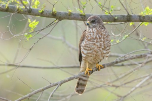 Europejski tiwik Europejski tiwik