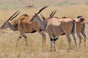 Fakty dotyczące antofa cannes