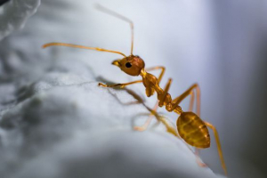 Pharaoh ant Pharaoh ant