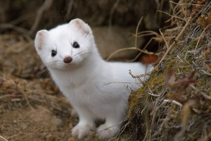 Fauna podziemne królestwo: który żyje pod naszymi stopami?