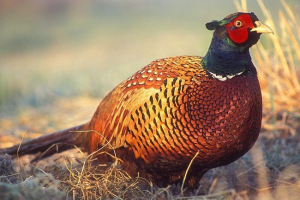 Pażant: opis zdjęcia i ptaka