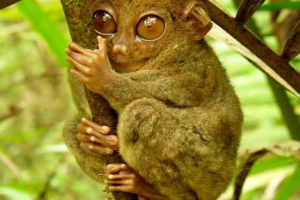 Filipino discoamat - puchglase coś Filipino discoamat - puchglase coś