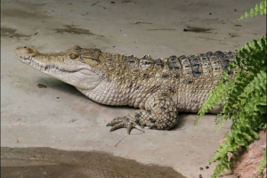 Crocodile filipine