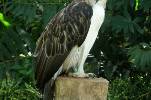 Filipino eagle