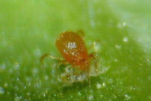 Fitoseyuus - mikroskopijny kleszcz, dzielnie niszcząc szkodniki Fitoseyuus - mikroskopijny kleszcz, dzielnie niszcząc szkodniki