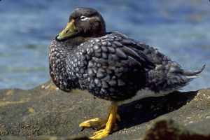 Kaczka falklanda Kaczka falklanda