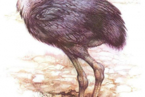 Forakos - starożytny gigantyczny ptak