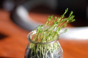 Phototropy - co to jest i jak rośliny Phototropy - co to jest i jak rośliny