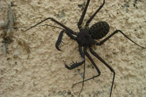 Fliny - pająki z antenami Fliny - pająki z antenami