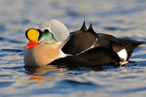 Gaga-grebenushka - dzika kaczka z jasnym przegrzebkiem na klawiaturze