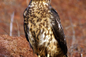 Galapagos kanyuk Galapagos kanyuk