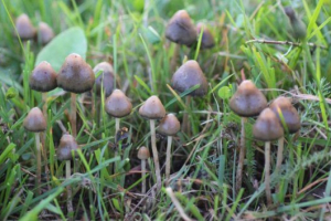 Grzyby halucynogenne Grzyby halucynogenne