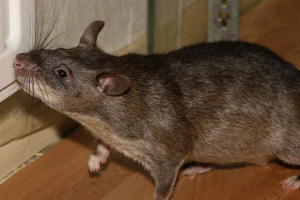 Gambijski chomik szczur - grupa gryzoń Gambijski chomik szczur - grupa gryzoń