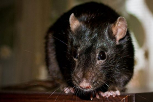 Gambijski szczur Gambijski szczur