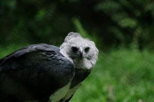 Garpia south american