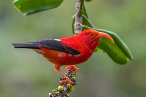 Hawajskie kwiaty - historia egzotycznych ptaków