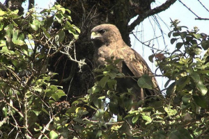 Hawajski jastrząb Hawajski jastrząb