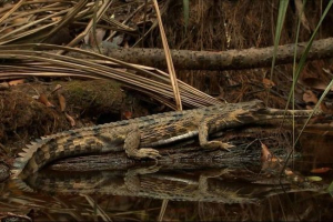 Gawial crocodile - tord gad z red book