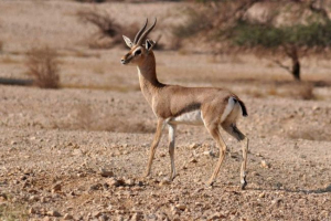 Gazele - szybkie i pełne wdzięku przeżuwaczy