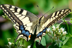 Gdzie mieszkania i co motyl mahar