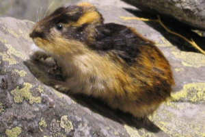 Gdzie mieszka lemmming