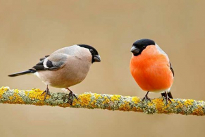 Gdzie żyje prześladowcy?