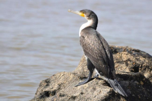 Gdzie mieszkają w naszym kraju?