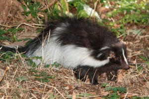Gdzie życie skuns?