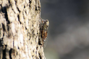 Gdzie żyją cicadas? Gdzie żyją cicadas?