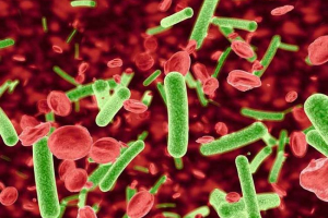 Gemobartonelles w kotach - 4 sposoby zakażenia Gemobartonelles w kotach - 4 sposoby zakażenia