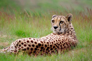 Gepard - opis, podgatunki, obszar, jedzenie, zachowanie i reprodukcja Gepard - opis, podgatunki, obszar, jedzenie, zachowanie i reprodukcja