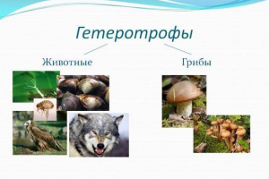 Heterotrofy Heterotrofy