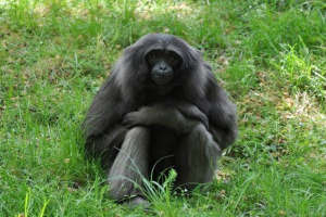 Gibbon muller z borneo