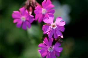 Gibraltar smolevka Gibraltar smolevka