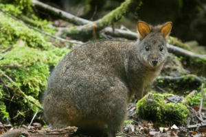 Hybrydowy kangur: czy kangur jest możliwy z probówki?