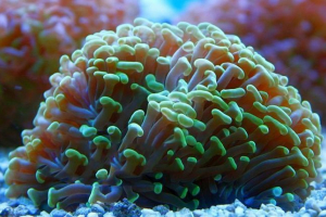 Hydrosfera Hydrosfera