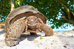 Gigantyczny żółw Gigantyczny żółw