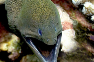 Giant muren lub yavan gymnotorax Giant muren lub yavan gymnotorax