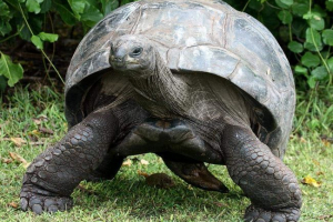 Gigantyczne żółwie - skamieniały na żywo Gigantyczne żółwie - skamieniały na żywo