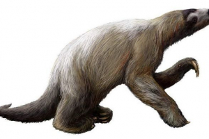 Gigantyczne lenistki - megati Gigantyczne lenistki - megati